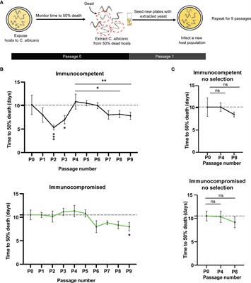 Increased Virulence and Large-Scale Reduction in Genome Size of Tetraploid Candida albicans Evolved in Nematode Hosts